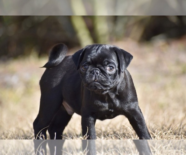 Medium Photo #1 Pug Puppy For Sale in PALM COAST, FL, USA