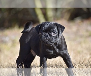 Pug Puppy for sale in PALM COAST, FL, USA