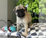 Small #2 Pug