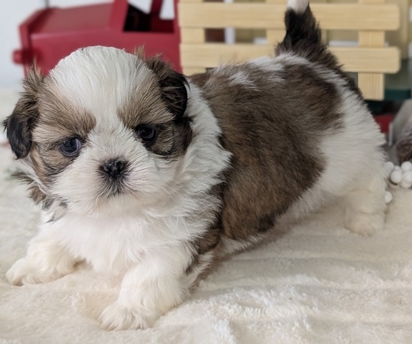 Medium Photo #46 Shih Tzu Puppy For Sale in GOSHEN, IN, USA