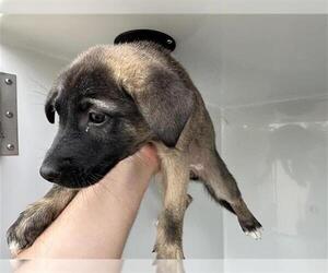 Labrador Retriever-Unknown Mix Dogs for adoption in Houston, TX, USA