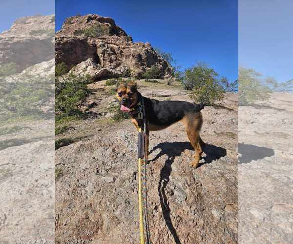 Medium Photo #17 Rottweiler-Unknown Mix Puppy For Sale in phoenix, AZ, USA