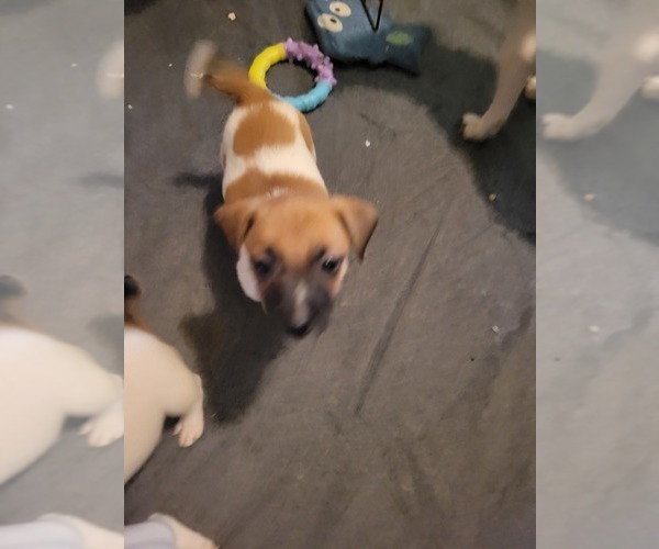 Medium Photo #11 Russell Terrier Puppy For Sale in MARSHVILLE, NC, USA