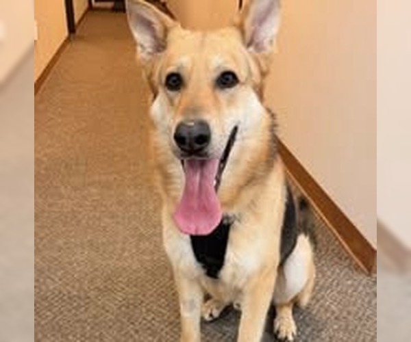Medium Photo #5 German Shepherd Dog Puppy For Sale in La Porte, IN, USA