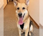 Small #4 German Shepherd Dog