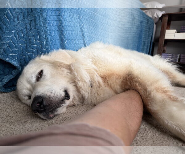 Medium Photo #7 Great Pyrenees Puppy For Sale in Dallas, TX, USA