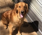 Small Photo #1 Golden Retriever Puppy For Sale in MCCOMB, MS, USA