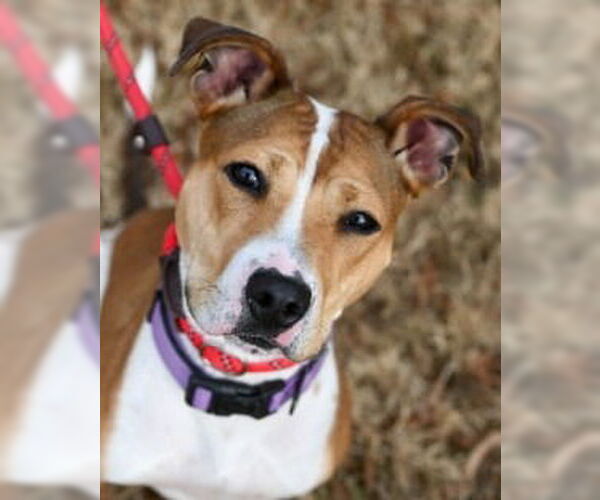 Medium Photo #4 Mutt Puppy For Sale in Glen Allen, VA, USA