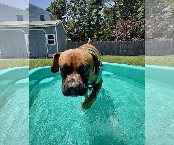 Medium Photo #4 Boxer Puppy For Sale in Dumont, NJ, USA