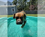 Small #3 Boxer