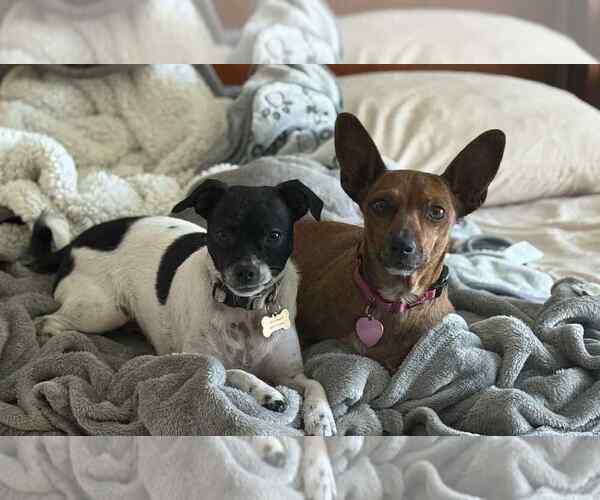 Medium Photo #4 Chiweenie Puppy For Sale in Mundelein, IL, USA