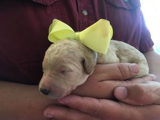 Poodle (Standard) Puppy for sale in HUBERT, NC, USA