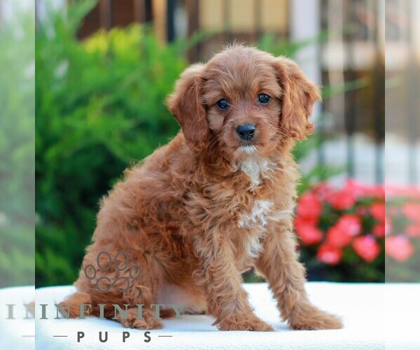 Medium Photo #3 Cavapoo (Miniature) Puppy For Sale in LITITZ, PA, USA