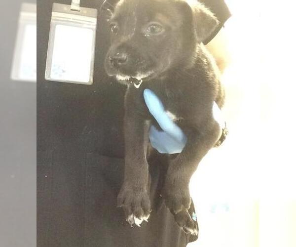 Medium Photo #2 Mutt Puppy For Sale in Riverside, CA, USA