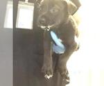 Small #1 Mutt