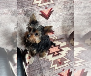 Yorkshire Terrier Puppy for sale in VIOLA, WI, USA