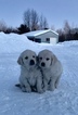 Small Photo #3 Golden Retriever Puppy For Sale in BEVENT, WI, USA