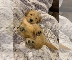 Small Photo #14 Labradoodle Puppy For Sale in TAYLORVILLE, IL, USA