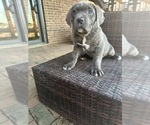 Small Photo #2 Cane Corso Puppy For Sale in KINGS MOUNTAIN, NC, USA