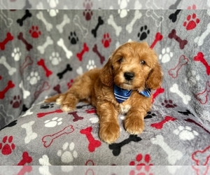Goldendoodle (Miniature) Puppy for sale in LAKELAND, FL, USA