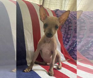 Xoloitzcuintli (Mexican Hairless) Puppy for sale in VERNONIA, OR, USA