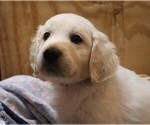 Puppy Pearl English Cream Golden Retriever