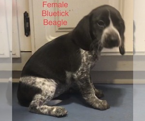 Beagle Puppy for sale in CLINTON, MO, USA