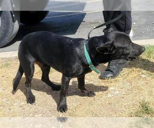Chihuahua Dogs for adoption in San Antonio, TX, USA