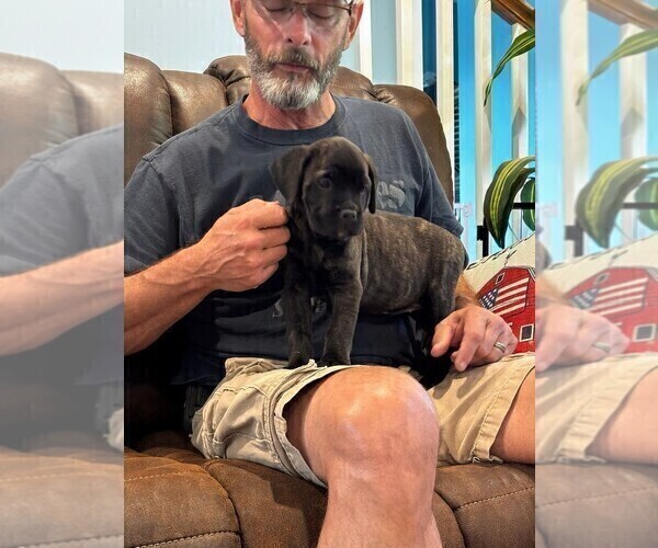 Medium Photo #60 Cane Corso Puppy For Sale in REEVESVILLE, SC, USA