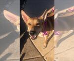 Small #6 Carolina Dog