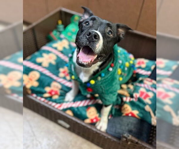 Medium Photo #6 Mutt Puppy For Sale in Canton, CT, USA