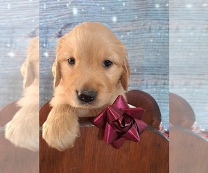 Golden Retriever Puppy for sale in FOREST LAKE, MN, USA