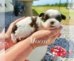 Image preview for Ad Listing. Nickname: Tiny Moose male