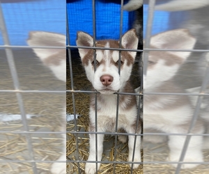 Siberian Husky Puppy for sale in MAGNOLIA, OH, USA