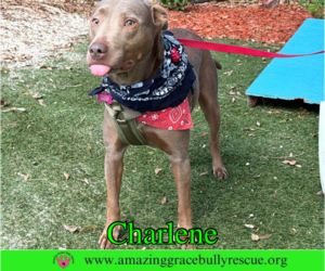 Charlene (Char) - Female Labrador Retriever-Unknown Mix Dog for Adoption - Photo #9