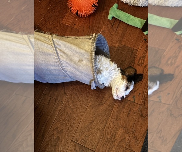 Medium Photo #24 Cavachon Puppy For Sale in OLYMPIA, WA, USA