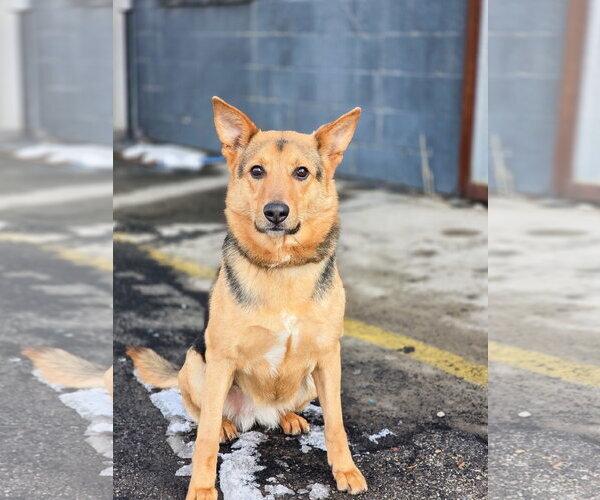 Medium Photo #5 Mutt Puppy For Sale in Sandy, UT, USA