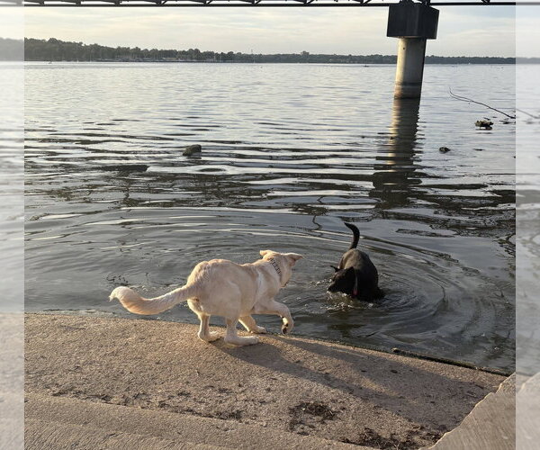 Medium Photo #5 German Shepherd Dog-Great Pyrenees Mix Puppy For Sale in Dallas, TX, USA