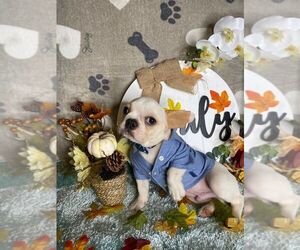French Bulldog Puppy for sale in BOSTON, MA, USA
