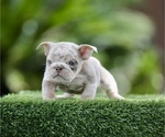 Small English Bulldog
