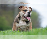 Small #9 Bulldog