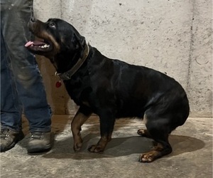 Rottweiler Puppy for Sale in THORP, Wisconsin USA
