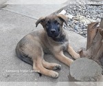 Small Photo #3 Malinois Puppy For Sale in ORCHARDS, WA, USA