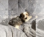 Small Yorkshire Terrier