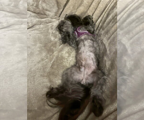 Medium Photo #10 Shih Tzu-Unknown Mix Puppy For Sale in Mundelein, IL, USA