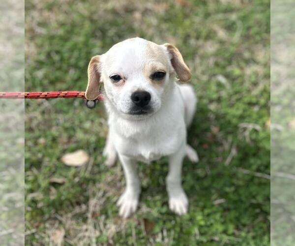Medium Photo #4 Chihuahua-Unknown Mix Puppy For Sale in Yardley, PA, USA