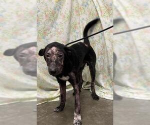 Labrador Retriever-Unknown Mix Dogs for adoption in Rosenberg, TX, USA