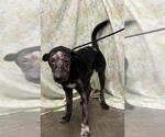 Small Labrador Retriever Mix