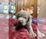 Small #12 Labrador Retriever