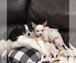 Small #6 Chihuahua
